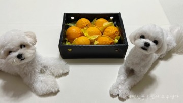강아지 한라봉 오렌지 천혜향 먹어도 되는 과일? 급여 방법은