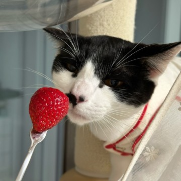고양이 딸기 먹어도 되는 과일 줄 때 주의점