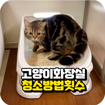 고양이 화장실 청소 방법과 적절한 횟수