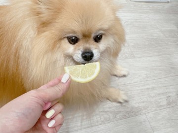 강아지 레몬 먹어도 될까 레몬물 안돼