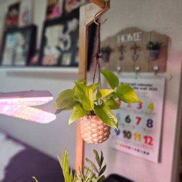 행잉플랜트 넝쿵식물 형광 스킨답서스 키우기 번식 물주기 수경재배 공기정화식물