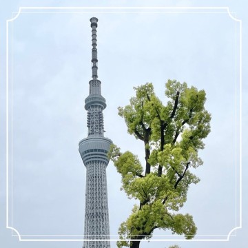 일본 벚꽃 개화시기 도쿄 오사카 봄 여행 숙소 예약 할인