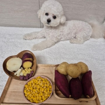 강아지 고구마 감자 옥수수 같은 구황작물 먹어도 되는 음식일까?(ft. 생고구마, 감자튀김, 옥수수수염차)