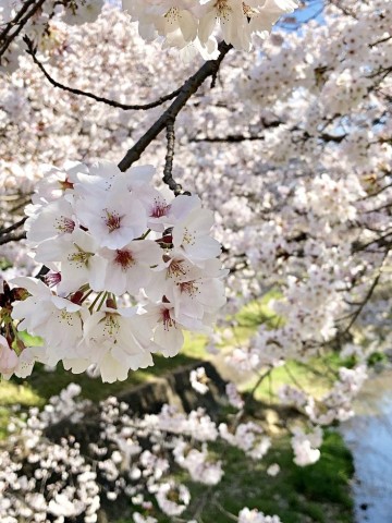 2024 벚꽃 개화시기 벚꽃 축제 기간 명소 벚꽃나무 꽃말