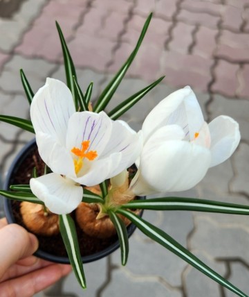 구근식물 크로커스 꽃말 봄꽃 꽃이 핀 후 관리 방법
