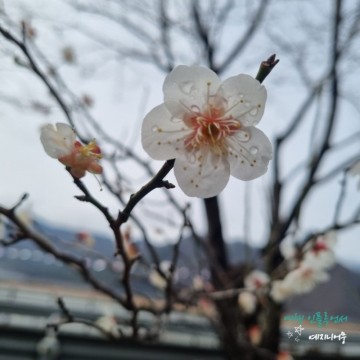 경남 양산 가볼만한곳 순매원/2024원동매화축제 매화꽃구경