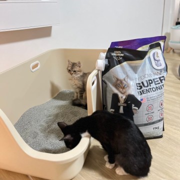고양이모래 추천 마이도미넌트 벤토나이트 화장실 탈취제 청소방법