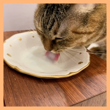 펫밀크 고양이 우유 간식, 잘먹는 강아지 산양유