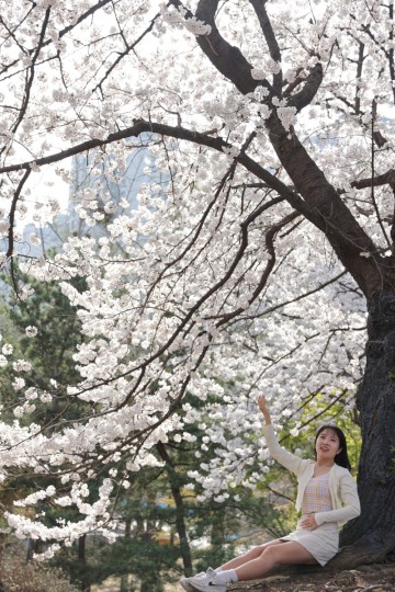 2024 서울 벚꽃 명소 추천 11곳 둘레길 공원 포함 한적한 곳도