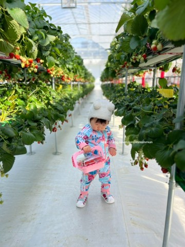 양주 글램핑 양주르 예약 바베큐 딸기농장체험 겨울 경기도 가볼만한곳