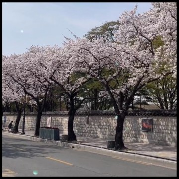 2024 경주 벚꽃축제 대릉원 벚꽃 개화시기 국내 벚꽃명소