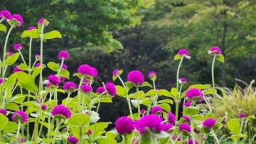 천일홍 씨앗 파종 하기/ 파종 시기 방법 꽃피는 시기 꽃말