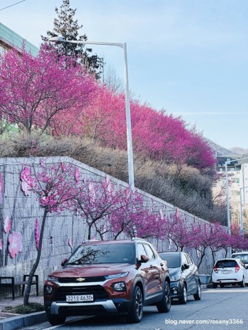 2024 순천 매곡동 탐매마을 홍매화 봄꽃 나들이