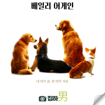 영화리뷰 <베일리 어게인> 출연진 관람평 정보 왓챠 추천 모험 가족 동물 감동 숨은 명작