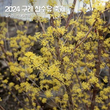 2024 구례 산수유 축제 주차 현천 마을 3월 꽃구경