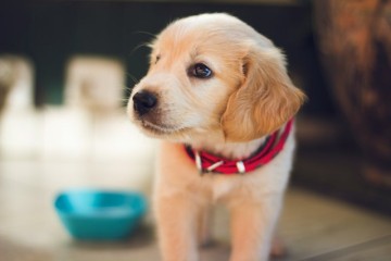 강아지 머즐 사용 가이드 안전과 편안함을 위한 선택