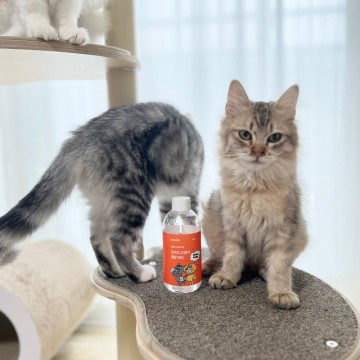 고양이치약 칫솔없이 입냄새 구내염 예방하는 양치방법 추천