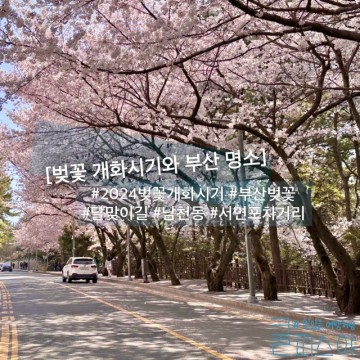 부산 벚꽃 명소 추천 4곳 및 2024 부산 벚꽃 개화시기