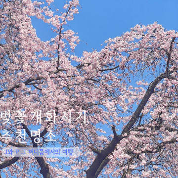 2024 벚꽃 개화시기 예측 지도 산림청 ㅣ 서울 강원도 벚꽃 명소 봄꽃여행
