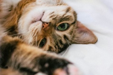 고양이 간식 단호박 효능 변비 헤어볼배출 먹여도 되나요?
