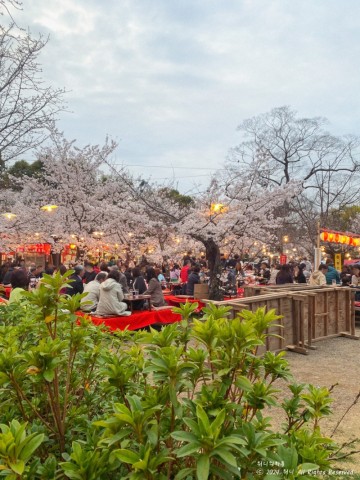 교토 벚꽃놀이 / 기온시조, 야사카신사 벚꽃 이자카야, 마루야마공원
