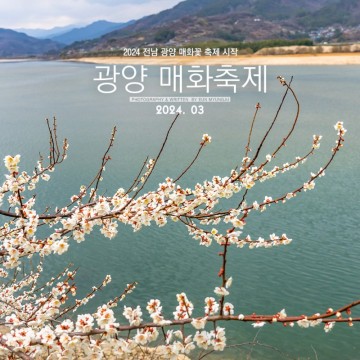 광양 매화마을 매화축제 / 2024 매화꽃 개화시기 실시간