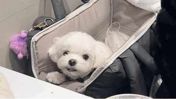 애견용품 강아지 이동가방 무우펫백 반려견 기내용 가방