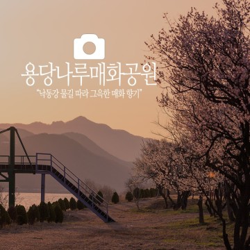 경남 매화 여행지:) 김해 용당나루 매화공원 상동 강변 매화축제