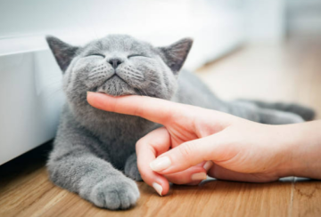 고양이 비듬 피부각질 원인 관리법 오메가3 급여시 이점 미스트 도움될까?