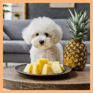 강아지 파인애플 먹어도 되는 강아지 과일, 급여량 효능