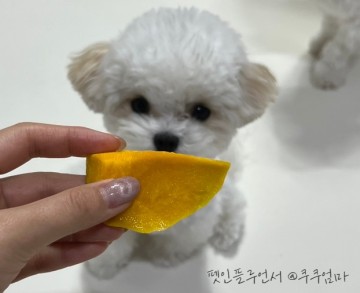 강아지 수제간식 만들기 단호박 코티지치즈 애견간식