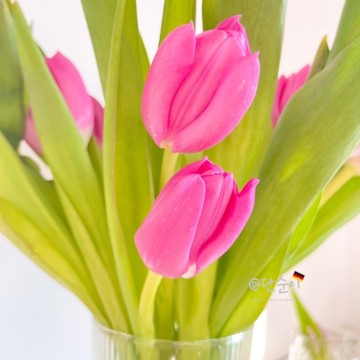 봄꽃 분홍튤립 보라색튤립 노란튤립 하얀튤립 꽃말