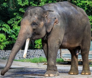 멸종위기동물 대형 포유류종류 아시아에서 가장 큰 포유류 아시아코끼리