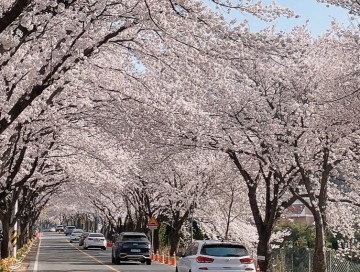 2024 대전 벚꽃 명소 우암사적공원 동학사 계룡산 벚꽃축제 대청호 드라이브