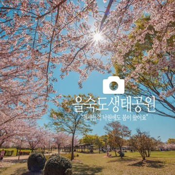 개화시기 임박한 부산 벚꽃 여행지 ② 을숙도생태공원