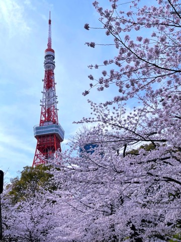 2024 일본 벚꽃 만개 시기 3월 13일 발표