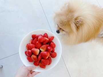 강아지 딸기 강아지가 먹어도 되는 과일