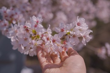 경주 대릉원돌담길 벚꽃축제 기본정보 벚꽃 개화시기(축제기간 변경)