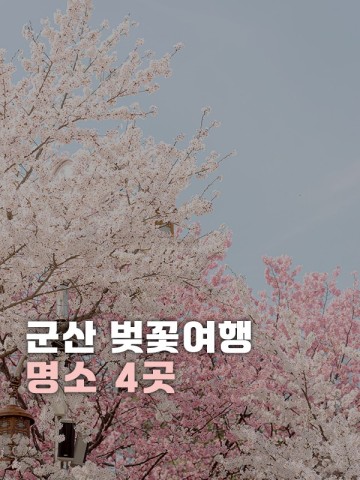 군산 벚꽃축제 2024 여행 군산 벚꽃 명소 개화시기, 만개시기| 은파호수공원, 월명체육관, 소룡동시민공원