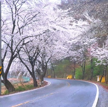 충남 청양 벚꽃 명소 주정교에서 청양 장곡사 벚꽃길 천장호출렁다리 중동교사거리