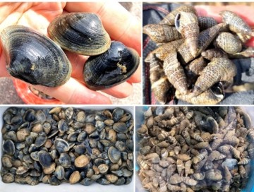 서해 태안 해루질 주간에도 즐기는 바지락 캐기 바다고동 줍기 조개구멍찾는 방법은 팁으로 at 당암포구 간월도