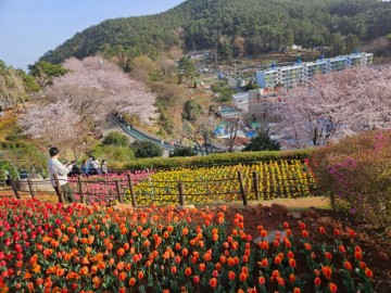 벚꽃축제 거제도 벚꽃명소 개화시기 양지암조각공원 장승포해안도로 꽃구경