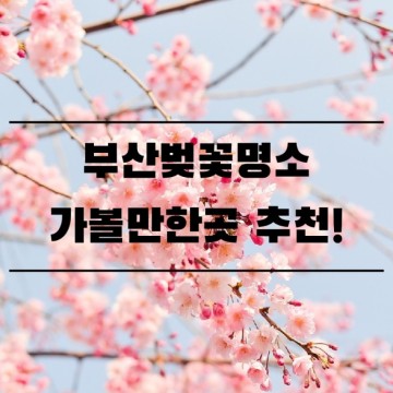 부산벚꽃명소 가볼만한곳 추천!