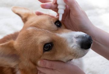 강아지눈뾰루지 눈꺼풀다래끼 원인 치료방법 안약 역할 사용 횟수