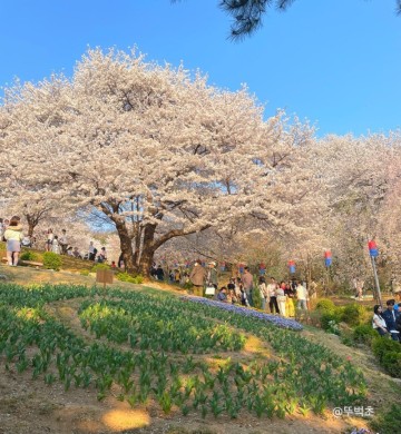 2024 서울 벚꽃 축제 명소 가볼만한 곳 5