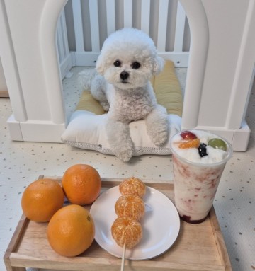 강아지가먹어도되는과일 귤 오렌지 한라봉! 천혜향 레드향은?(f. 금귤, 낑깡)