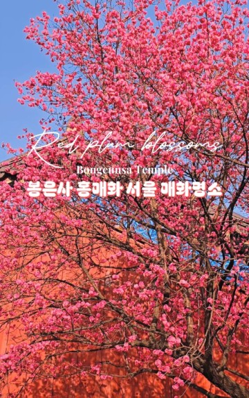 봉은사 홍매화 실시간 개화현황 서울 매화명소 꽃구경