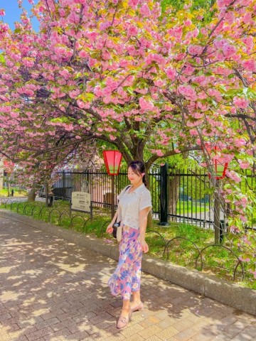 오사카 여행 오사카 조폐국 겹벚꽃 예약 방법 겹벚꽃 개화시기