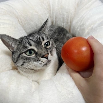 고양이 토마토 방울토마토 과일 급여 주의점 알아두기