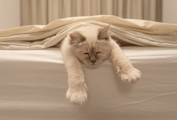고양이 코골이 잠자리 연관성 조정방법 잠 투정부릴 때 보이는 행동